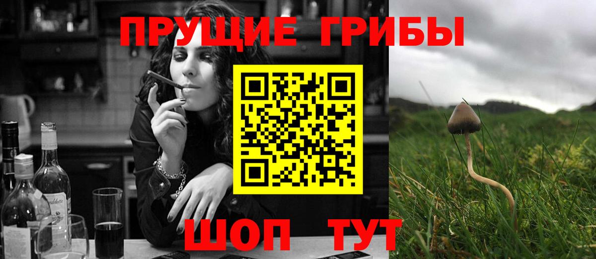Сертолово  Псилоцибиновые грибы мицелий  сколько стоит  Галлюциногенные грибы Cubensis  Вход с VPN 